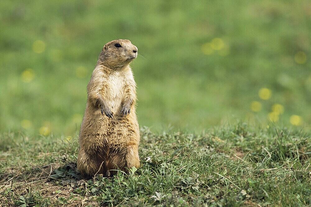 Prairie dog, Cynomys ludovicianus, in captivity, North America