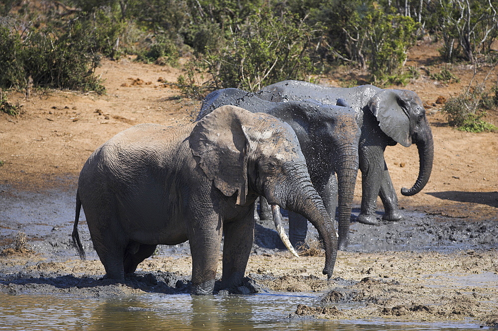 Elephants, Loxodonta africana, splashing in muddy water in Addo Elephant National Park, Eastern Cape, South Africa, Africa