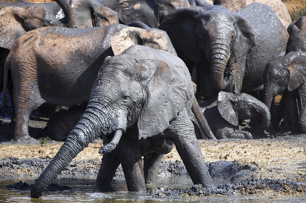 Elephants, Loxodonta africana, wallowing in muddy water in Addo Elephant National Park, Eastern Cape, South Africa, Africa