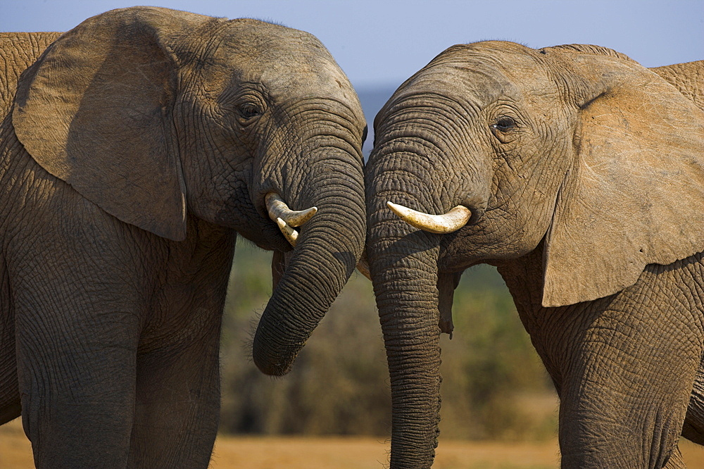 Elephants, Loxodonta africana, socialising in Addo Elephant National park, Eastern Cape, South Africa