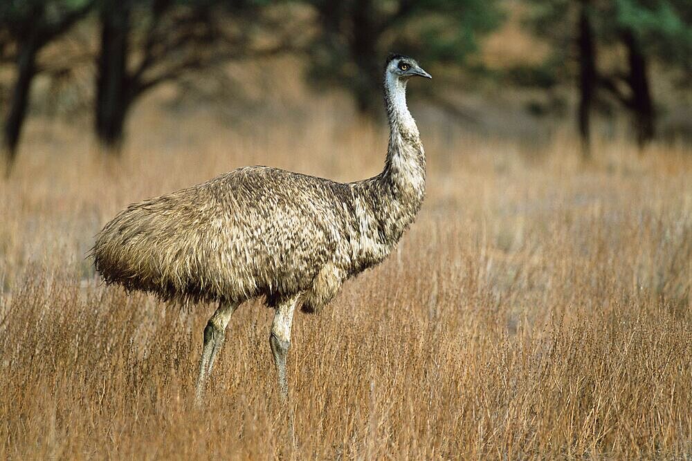 Emu, Dromaius novaehollandiae, Flinders Ranges National Park, South Australia, Australia