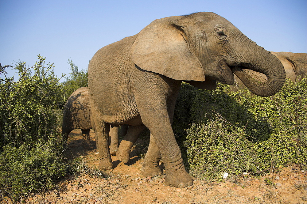 Elephant, Loxodonta africana, close to Addo Elephant National Park, Eastern Cape, South Africa, Africa