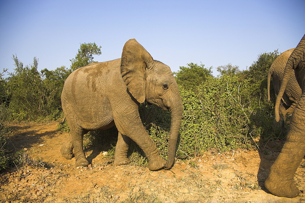 Baby elephant, Loxodonta africana, following herd in Addo Elephant National park, Eastern Cape, South Africa, Africa