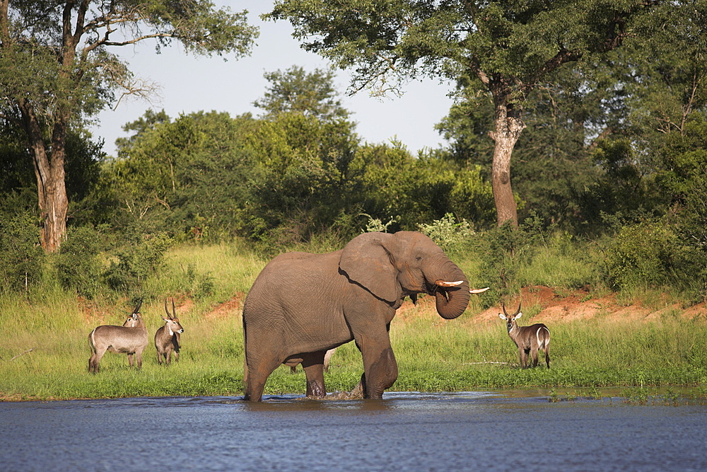 Elephant, Loxodonta africana, with waterbuck, Kobus ellipsiprymnus, at water in Kruger National Park, Mpumalanga, South Africa, Africa