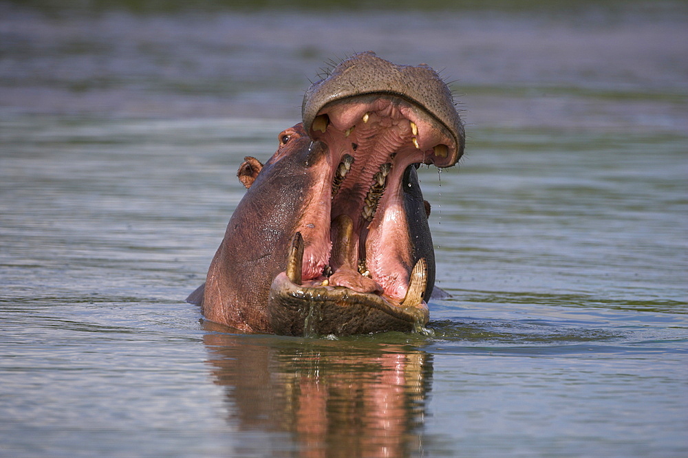 Hippo, Hippopotamus amphibius, yawning in Kruger National park, Mpumalanga, South Africa