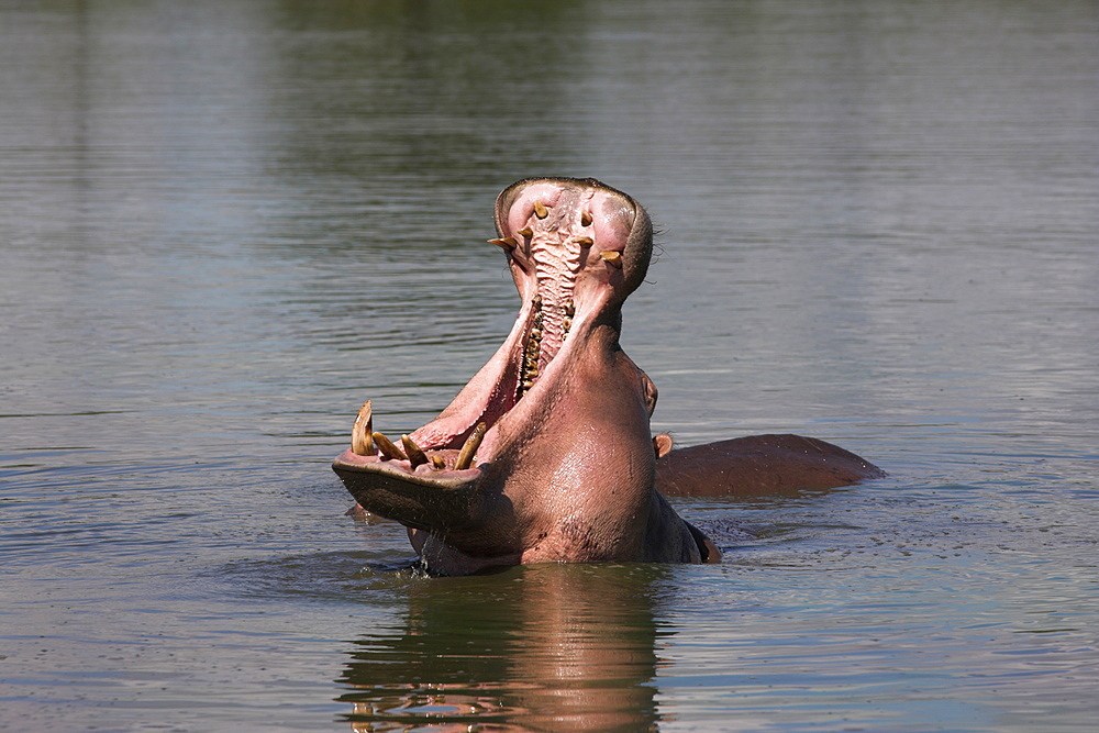 Hippo, Hippopotamus amphibius, yawning in Kruger National Park, Mpumalanga, South Africa