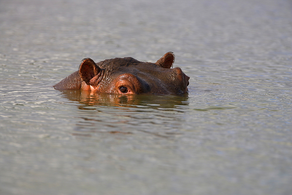 Hippo, Hippopotamus amphibius, in Kruger National Park, Mpumalanga, South Africa