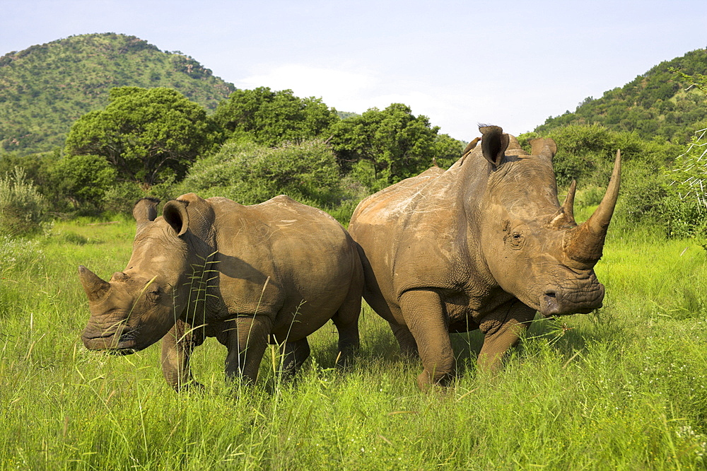 White rhino, Ceratotherium simum, with calf in Pilanesberg game reserve, North West Province, South Africa, Africa