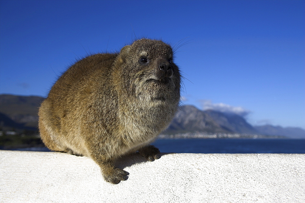 Rock hyrax, Procavia johnstonia, (Dassie) on wall with Hermanus in background, Western Cape, South Africa, Africa