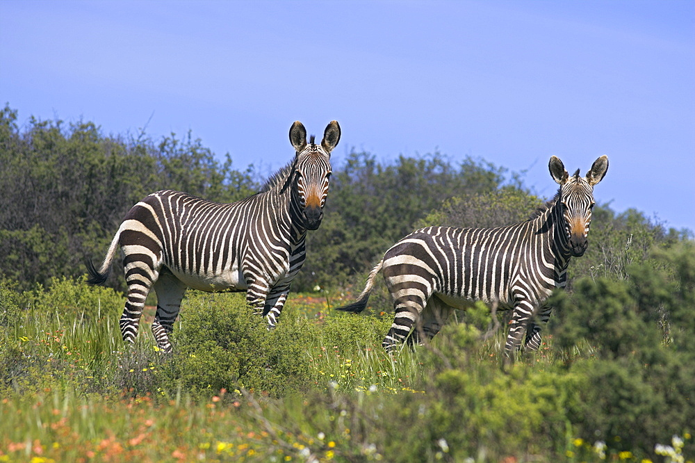 Cape mountain zebra, Equus zebra zebra, in spring flowers in Bushman's Kloof Reserve, Cedarberg, Western Cape, South Africa, Africa