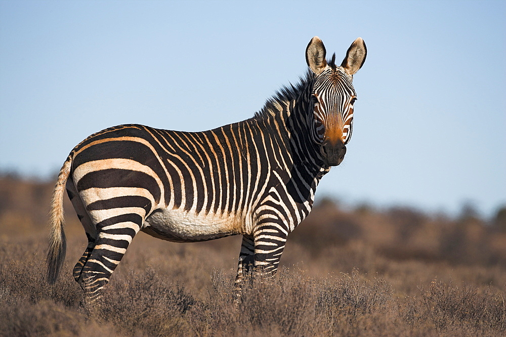 Cape mountain zebra, Equus zebra zebra, Mountain Zebra National Park, Eastern Cape, South Africa, Africa