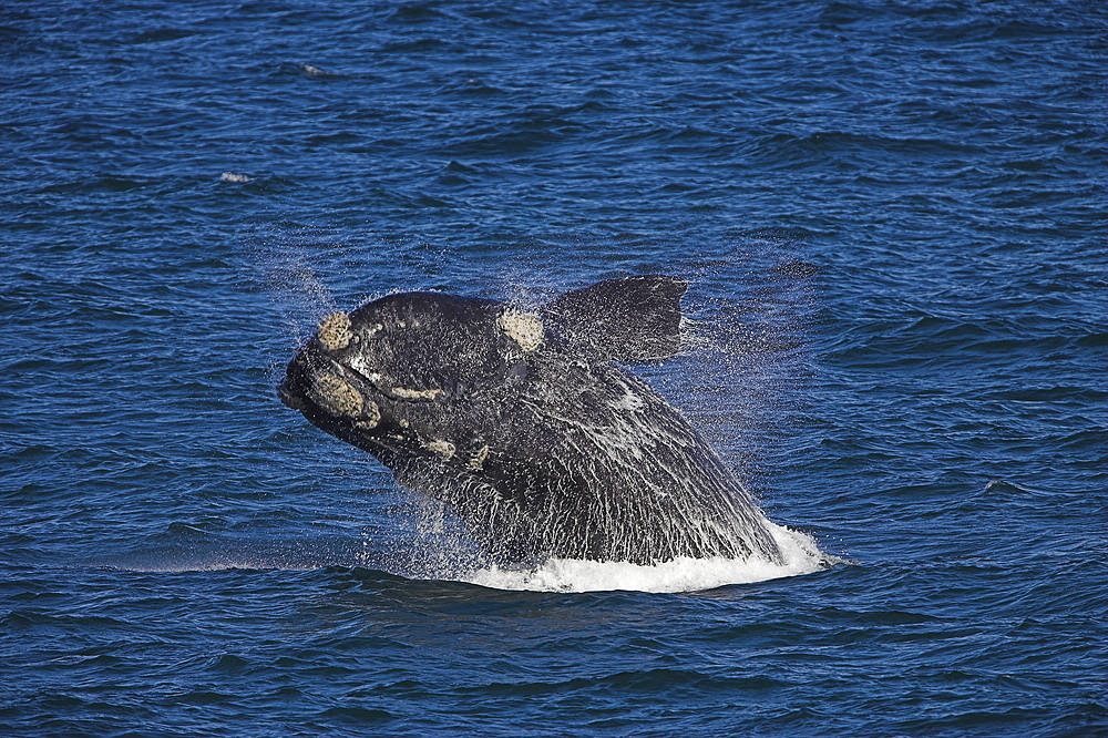 Southern right whale, Eubalaena australis, Hermanus, South Africa, Africa