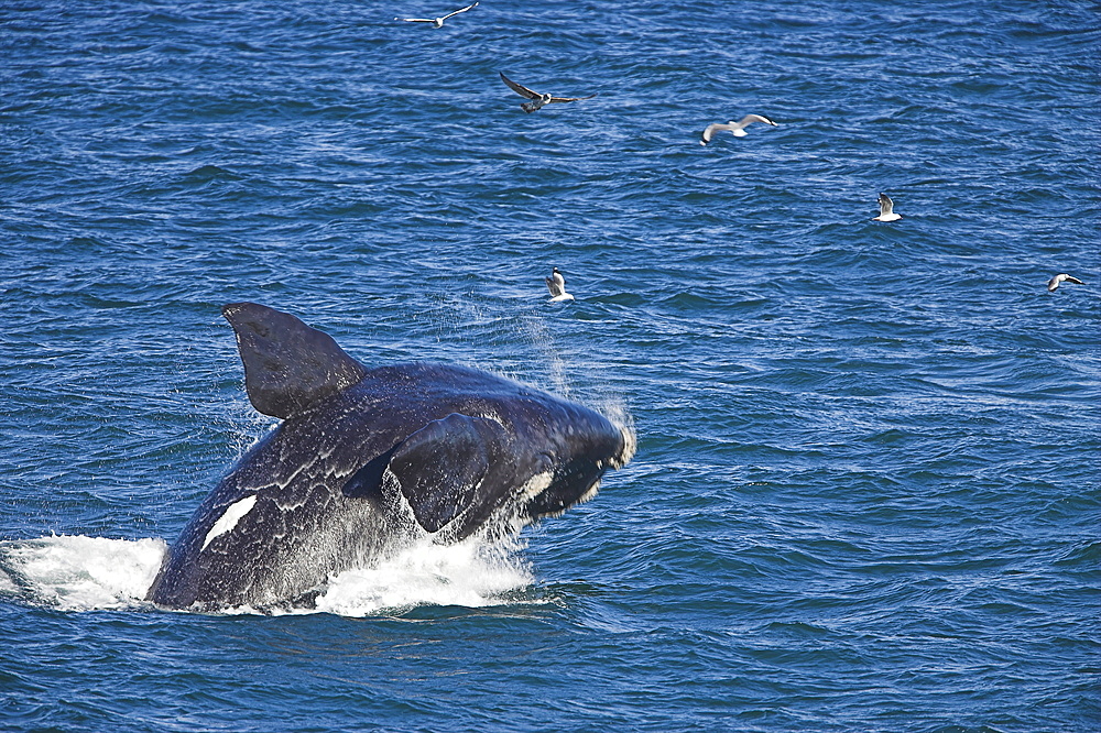 Southern right whale, Eubalaena australis, Hermanus, South Africa