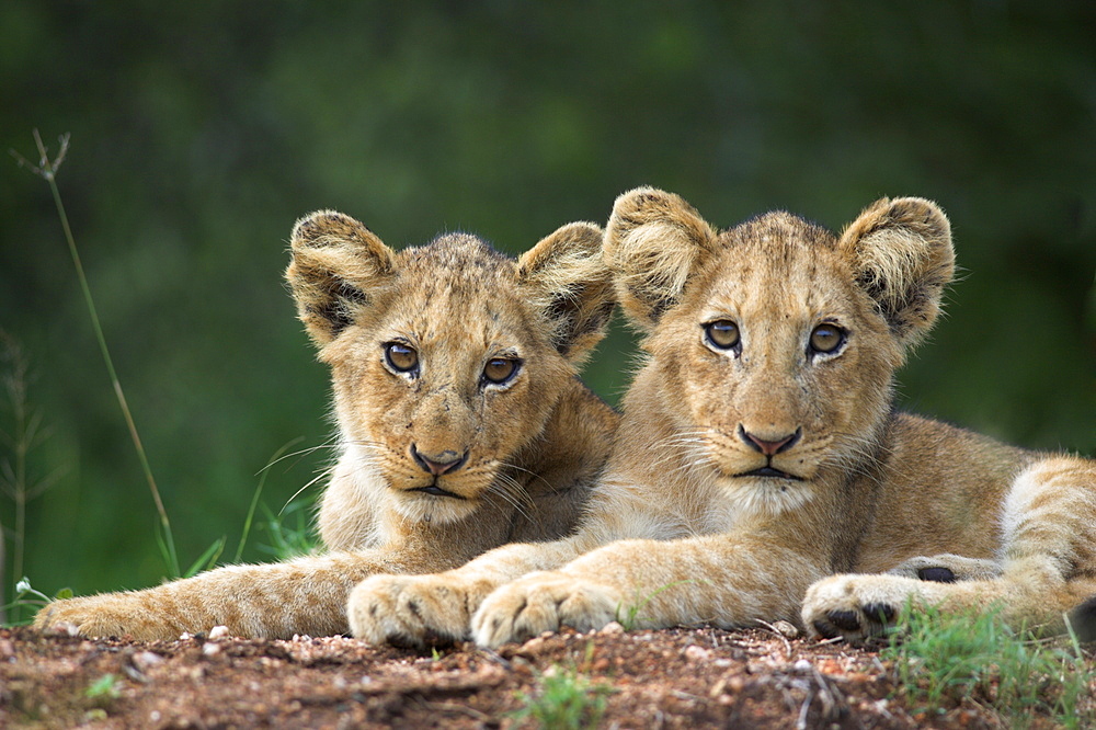 Lion cubs, Panthera leo, in Kruger National Park Mpumalanga, South Africa