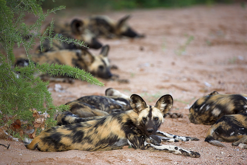 African wild dog, Lycaon pictus, Venetia Limpopo nature reserve, South Africa, Africa