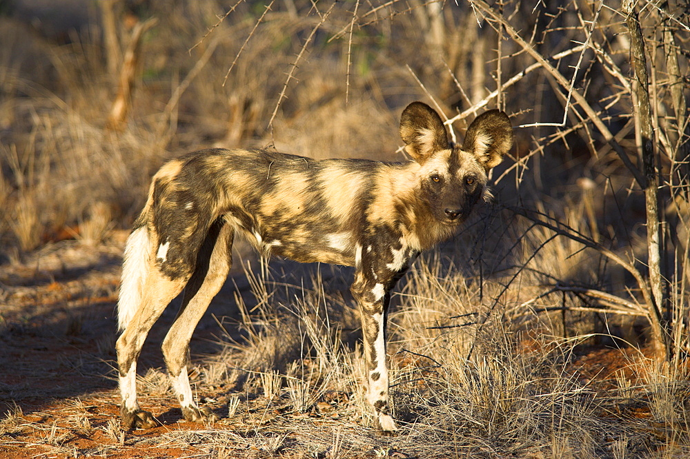 African wild dog, Lycaon pictus, Venetia Limpopo nature reserve, South Africa, Africa