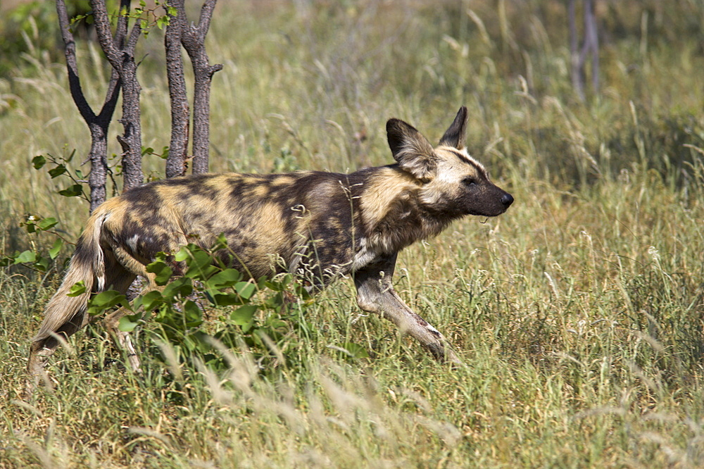 African wild dog, Lycaon pictus, Venetia Limpopo nature reserve, South Africa, Africa