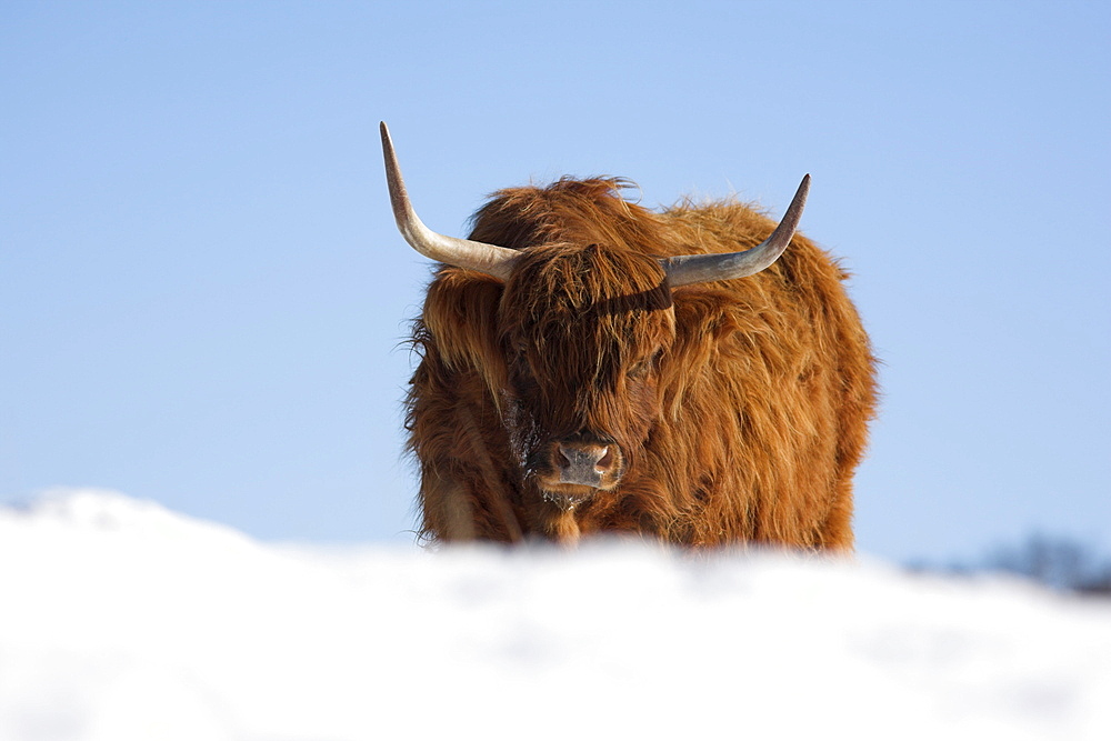 Highland cow in snow, conservation grazing on Arnside Knott, Cumbria, England, United Kingdom, Europe