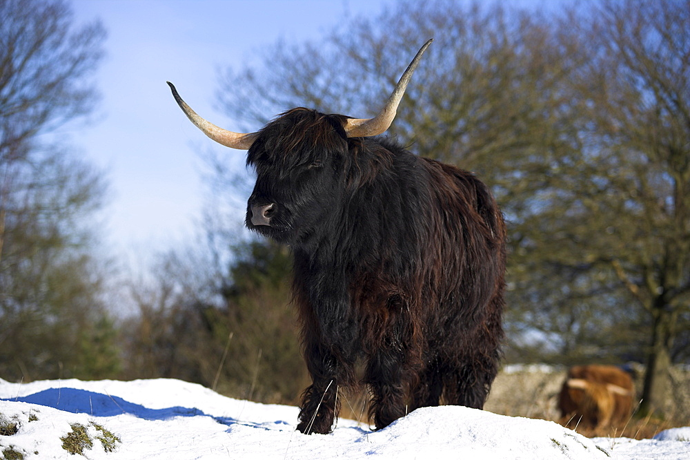 Highland cow in snow, conservation grazing on Arnside Knott, Cumbria, England, United Kingdom, Europe