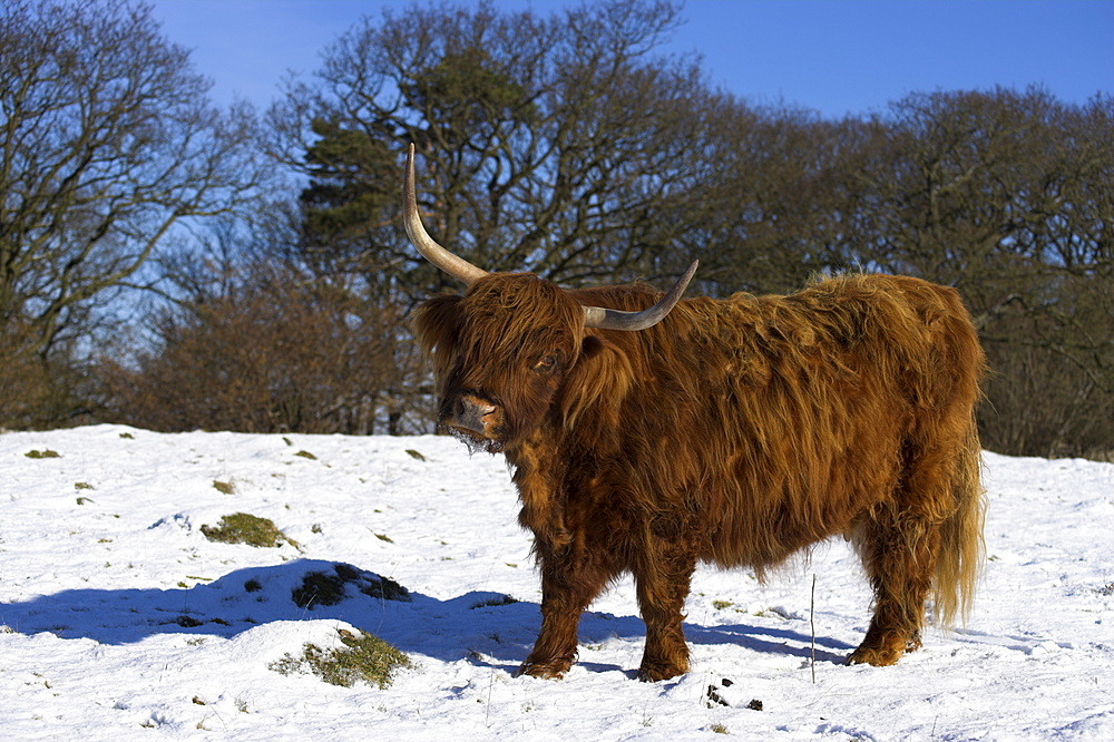 Highland bull in snow, conservation grazing on Arnside Knott, Cumbria, England, United Kingdom, Europe