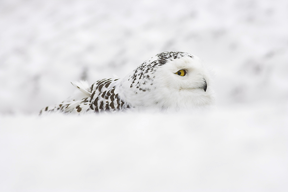 Snowy owl, Nictea scandiaca, female, captive, United Kingdom, Europe