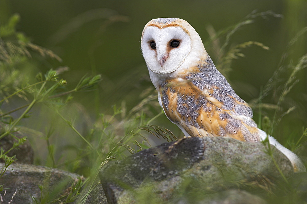 Barn owl on dry stone wall, Tyto alba, United Kingdom, Europe