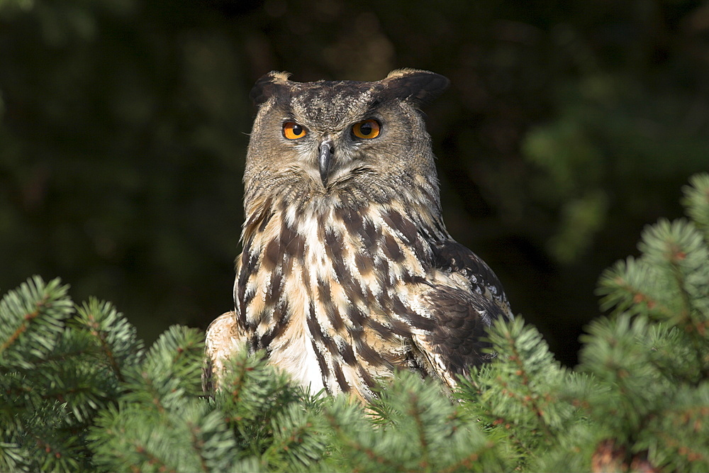 European eagle owl, Bubo bubo, female, captive, World Owl Trust, Muncaster Castle, Cumbria, England, United Kingdom, Europe