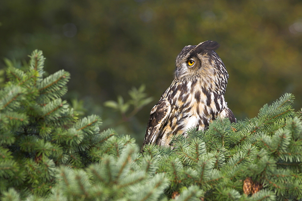 European eagle owl, Bubo bubo, female, captive, World Owl Trust, Muncaster Castle, Cumbria, England, United Kingdom, Europe