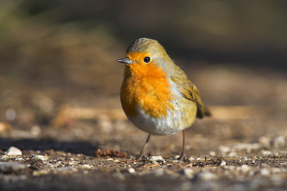 Robin, Erithacus rubecula, on ground at Leighton Moss RSPB nature reserve, Silverdale, Lancashire, England, United Kingdom, Europe