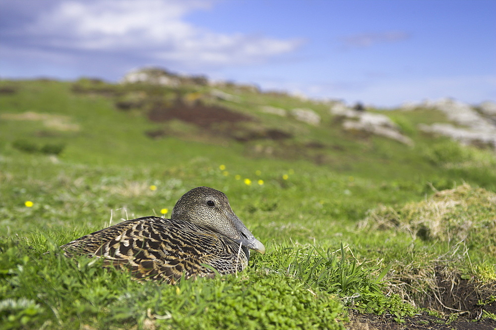 Female eider duck on nest, Somateria mollissima, Isle of May, Scotland, United Kingdom, Europe