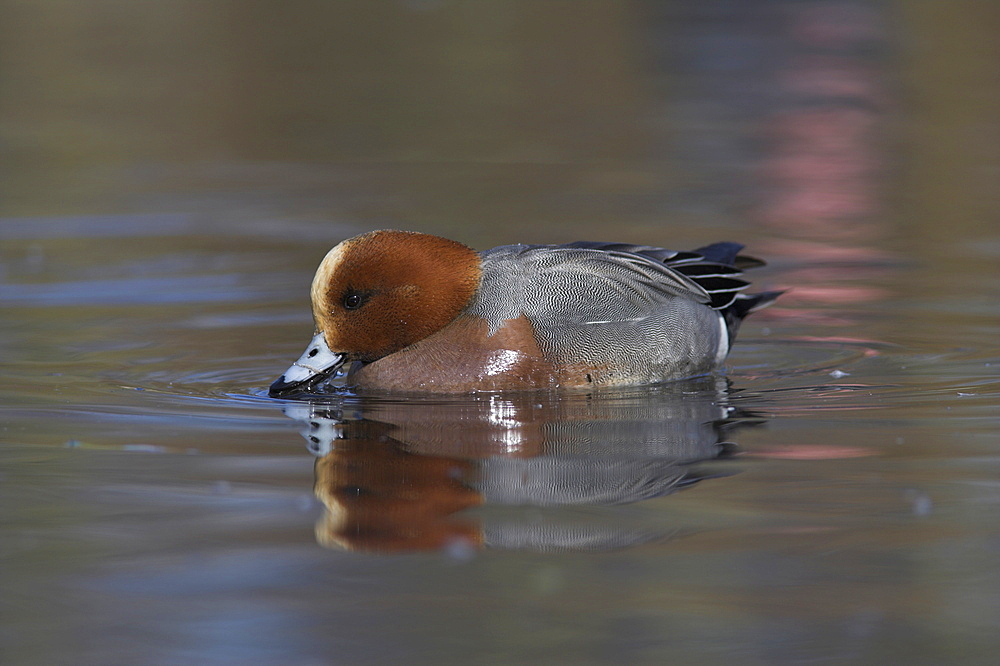 Wigeon, Anas penelope, at Martin Mere Wildfowl and Wetlands Trust reserve in Lancashire, England, United Kingdom, Europe