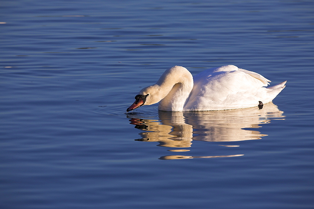 Mute swan, Cygnus olor, Caerlaverock Wildfowl & Wetland Trust reserve, Dumfries & Galloway, Scotland, United Kingdom, Europe