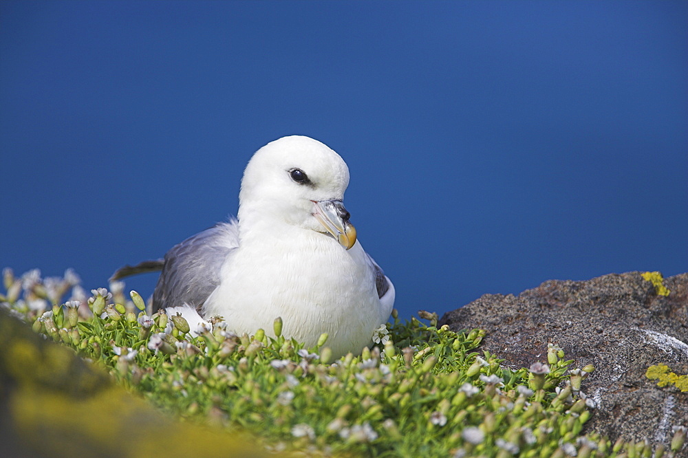 Fulmar, Fulmarus glacialis, Isle of May, Fife, Scotland, United Kingdom, Europe