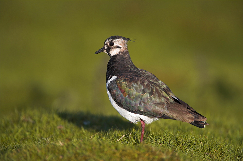 Lapwing, Vanellus vanellus, Teesdale, County Durham, England, United Kingdom, Europe