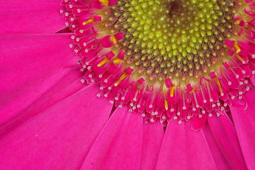 Gerbera, shocking pink, United Kingdom, Europe