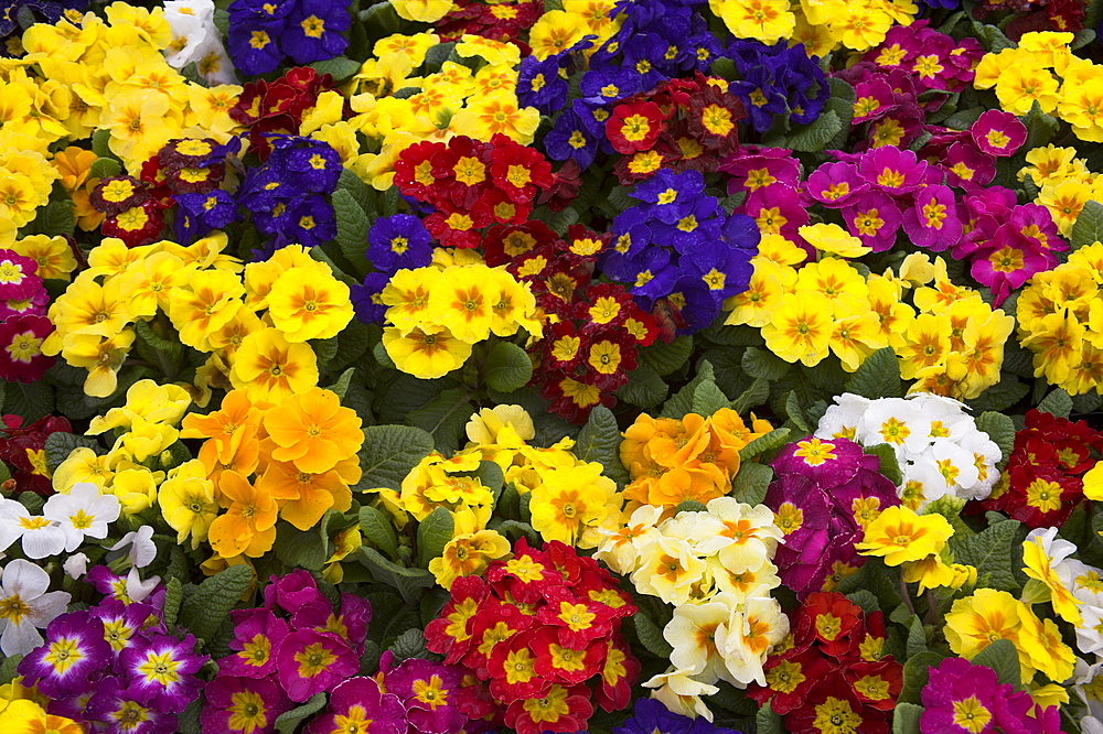 Primulas, mixed colours, United Kingdom, Europe