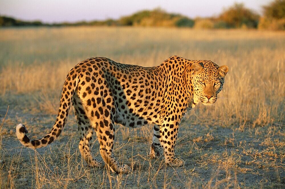 Male leopard, Panthera pardus, in capticity, Namibia, Africa