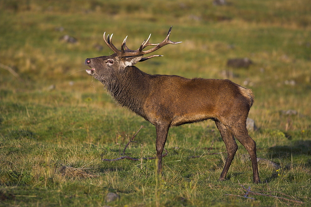 Red deer stag, roaring in the rut, captive at Highland Wildlife Park, Kingussie, Scotland, United Kingdom, Europe