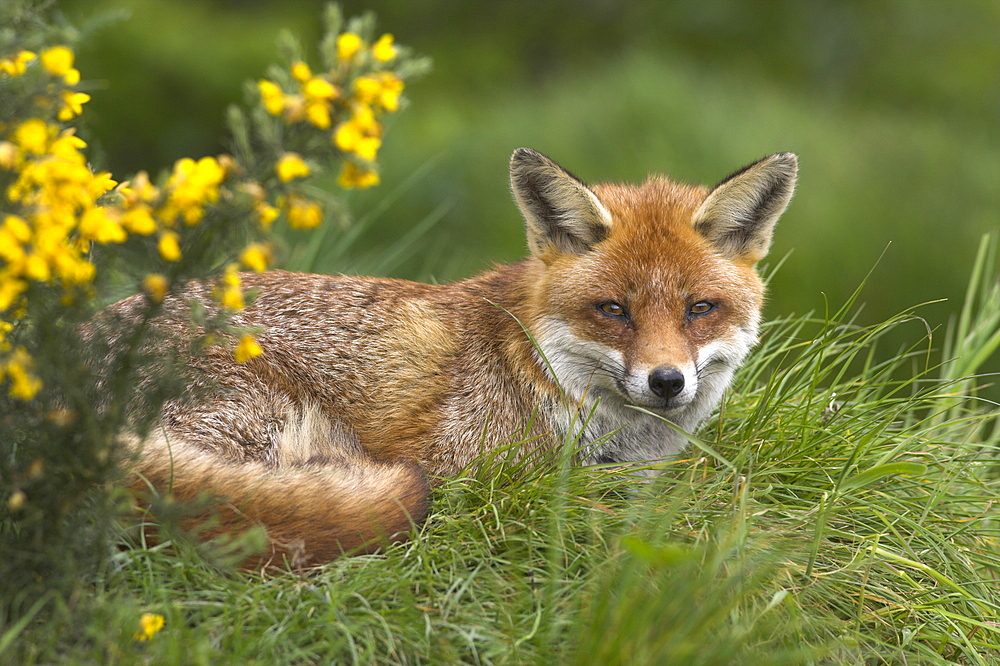 Red fox, Vulpes vulpes, captive, United Kingdom, Europe