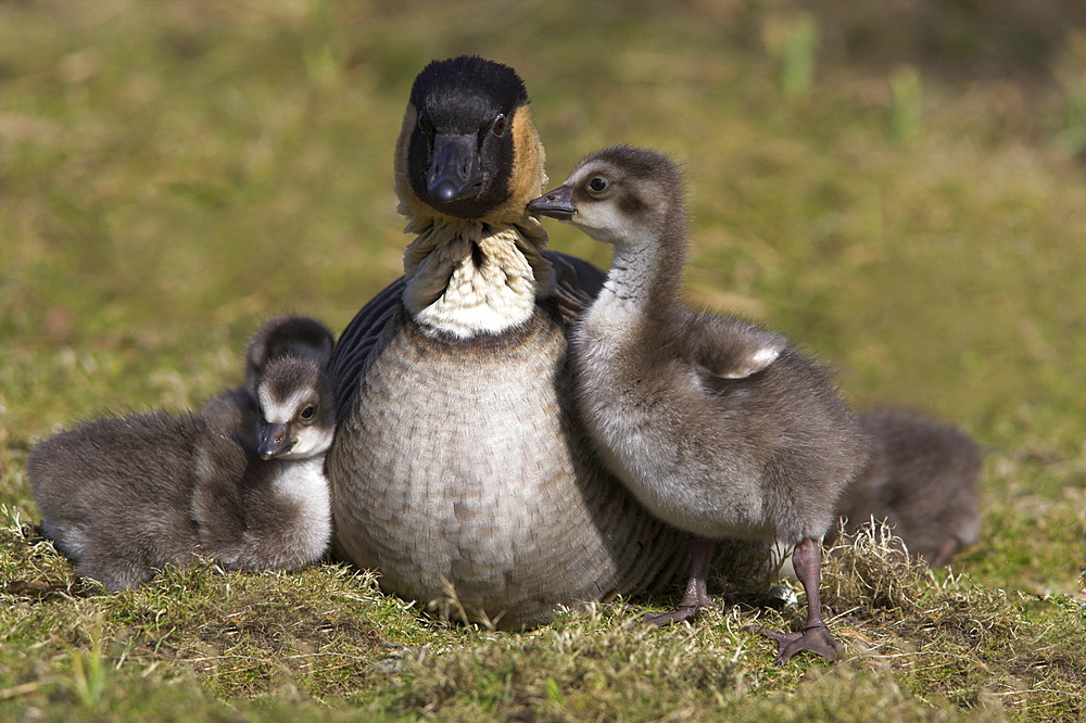 Nene, Branta sandvicensis, Hawaiian goose with goslings, captive at Martin Mere Wildfowl and Wetlands Trust reserve, Burscough, Lancashire, England, United Kingdom, Europe