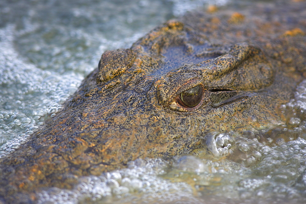 Close-up of Nile crocodile (Crocodylus niloticus), Kruger National Park, South Africa, Africa