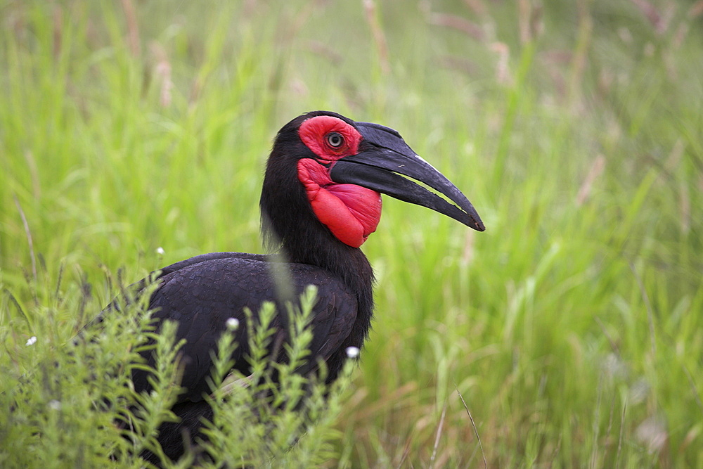 Southern ground hornbill (Bucorvus leadbeateri), Kruger National Park, South Africa, Africa