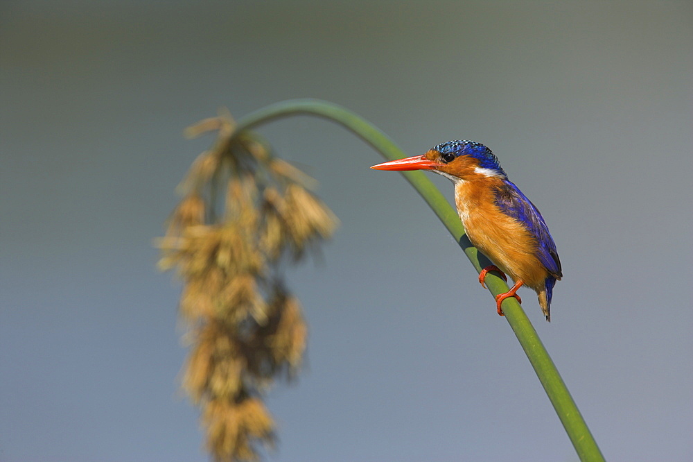 Malachite kingfisher (Alcedo cristata) on reed in Kruger National Park, Mpumalanga, South Africa, Africa