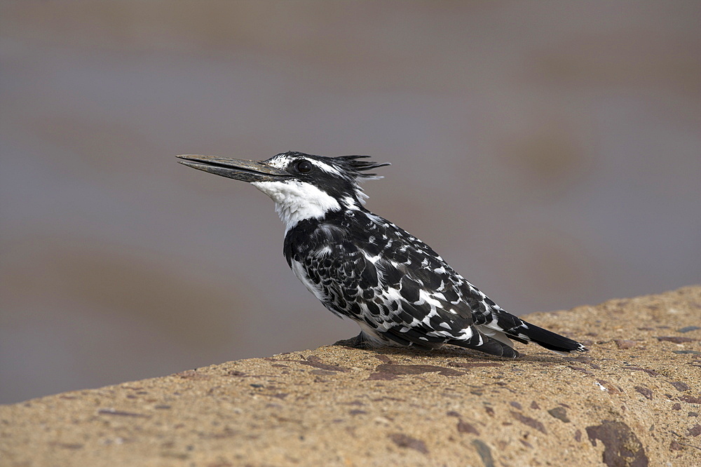 Pied kingfisher (Ceryle rudis), fishing from perch on bridge in Kruger National Park, Mpumalanga, South Africa, Africa