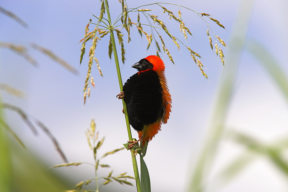 Southern red bishop (Euplectes orix), male in breeding plumage, Pilanesberg Game Reserve, South Africa, Africa