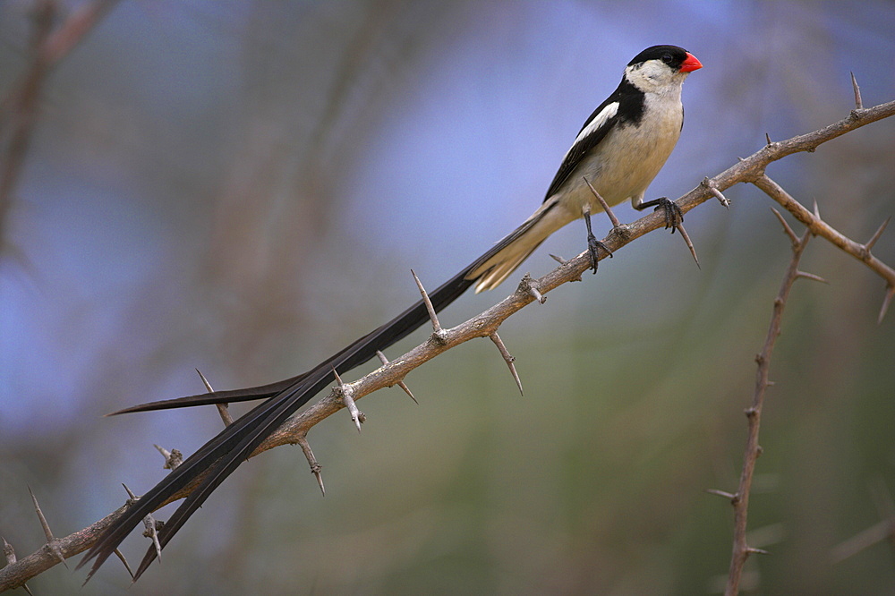 Pin-tailed whydah (Vidua macroura), male in breeding plumage, South Africa, Africa