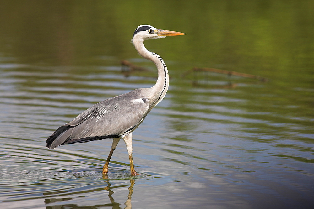 Grey heron (Ardea cinerea), Kruger National Park, Mpumalanga, South Africa, Africa