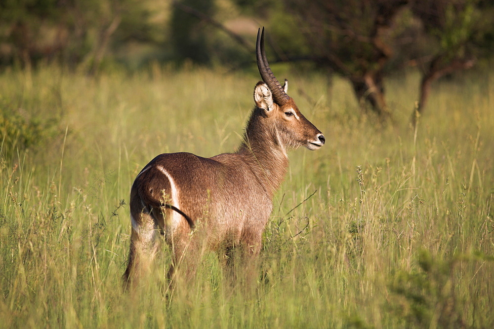 Waterbuck (Kobus ellipsiprymnus), Kruger National Park, Mpumalanga, South Africa, Africa