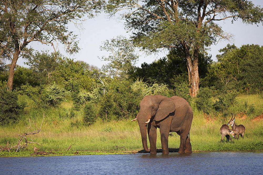 Elephant (Loxodonta africana), with waterbuck (Kobus ellipsiprymnus), at water in Kruger National Park, Mpumalanga, South Africa, Africa