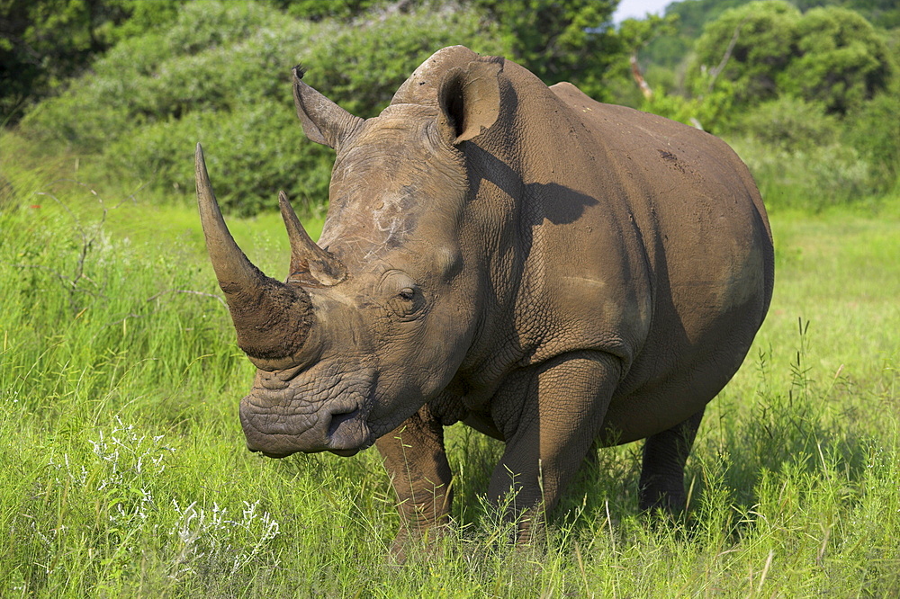 White rhino (Ceratotherium simum), Pilanesberg Game Reserve, North West Province, South Africa, Africa